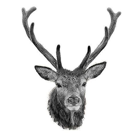 The Stags Head b&w Stag Head Tattoo, Stag Drawing, Elk Tattoo, Stag Tattoo, Red Deer Stag, Stags Head, Hunting Tattoos, Red Stag, Deer Drawing