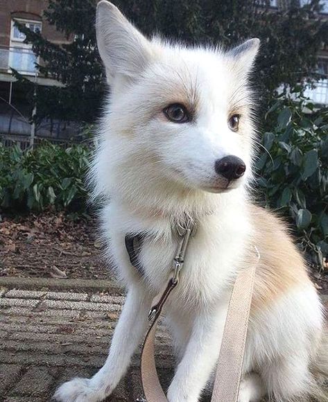 Domesticated pet fox #love #animal #wildlife Domestic Fox, Adorable Foxes, Fox Pictures, Pet Fox, Kawaii Plush, Pretty Animals, Arctic Fox, Wild Dogs, Cute Fox