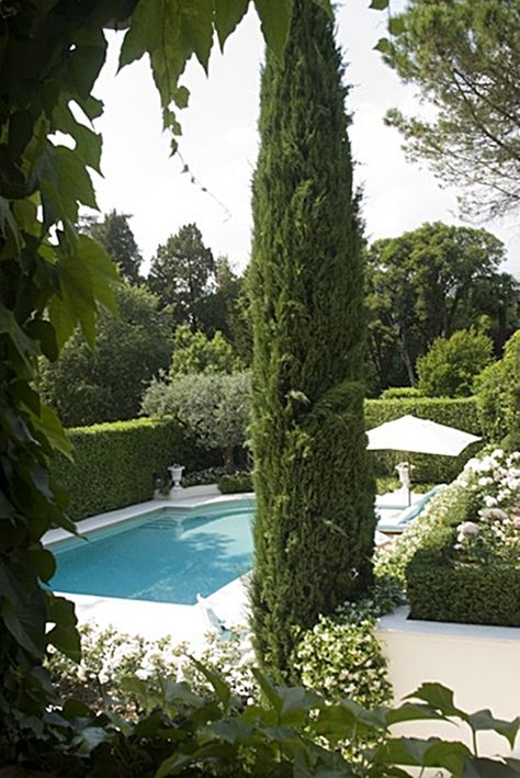 Pencil Pine, Villa In Italy, Villas In Italy, Italian Garden, Dream Pools, Beautiful Pools, Swimming Pool Designs, Garden Pool, Gorgeous Gardens