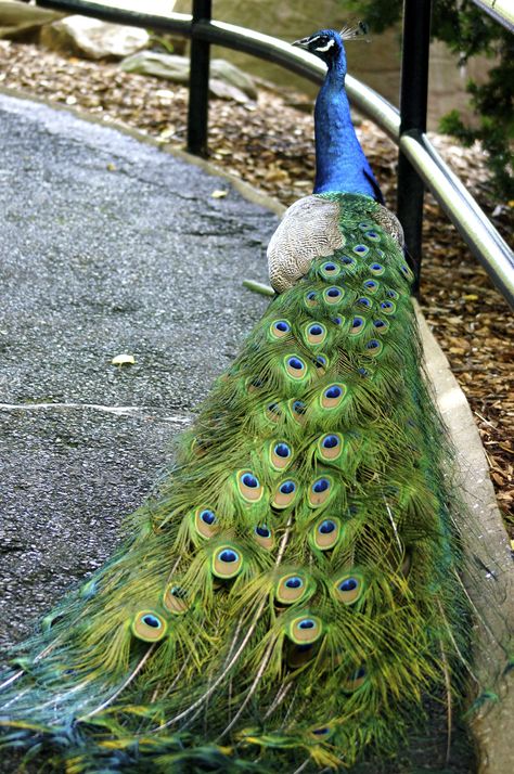 beautiful peacock walking around the zoo Peacock Images, Peacock Tail, Beautiful Peacock, Tail Feathers, The Zoo, Feathers, Walking, Birds, Photography