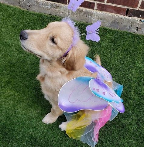 Dog Costumes Golden Retriever, Golden Retriever Outfits, Golden Retriever Costume Halloween, Dog Halloween Costumes For 2 Dogs, Dogs Halloween Costumes, Golden Retriever Halloween Costume, Golden Retriever Costume, Puppy Halloween Costumes, Golden Retriever Halloween