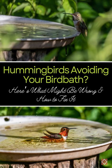 Wondering why hummingbirds aren’t using your birdbath? 🐦 Discover the common reasons behind their avoidance and get expert tips on how to fix it. Make your garden a hummingbird-friendly oasis! Hummingbird Bird Bath, Hummingbird Fountain, Attracting Hummingbirds, Hairless Dog, Manchester Terrier, Fountain Design, Small Fountains, Hummingbird Garden, Bird Baths