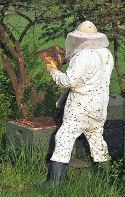 Wearing Bee-Tight Clothing Ground Bees, Bee Suit, Backyard Bee, Raising Bees, Beekeeping Equipment, I Love Bees, Bee Keeper, Bee Garden, Bee Mine