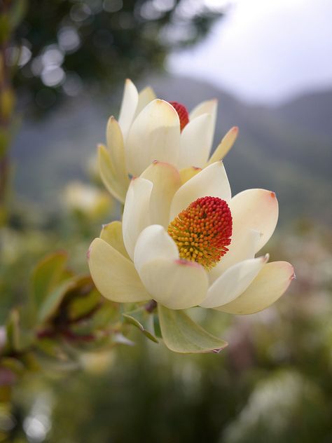 Protea at Kirstenbosch Gardens / Cape Town, South Africa Bush Garden, Protea Flower, Australian Flowers, Australian Native Flowers, Australian Native Plants, Unusual Flowers, Native Garden, Cactus Y Suculentas, All Flowers