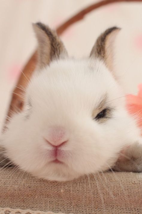 Sshhh! Nap Time... Grumpy Bunny, Funny Bunny Videos, Sleepy Bunny, Pets Photos, Soft Things, Fluffy Bunny, House Rabbit, Bunny Pictures, Bunny Lovers