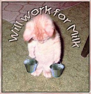 Will work for milk Funny Cat Photos, Kitten Pictures, Cat Quotes, Crazy Cat Lady, Cat Photo, Crazy Cats, Kittens Cutest, Animal Pictures, Cute Puppies