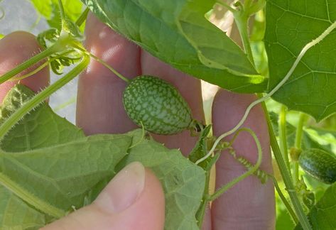 Growing Mexican Gherkins | Bonnie Plants Growing Okra, Cucumber Varieties, Training Vines, Straw Mulch, Growing Pineapple, Bee Friendly Plants, Growing Corn, Cucumber Beetles, Sage Plant