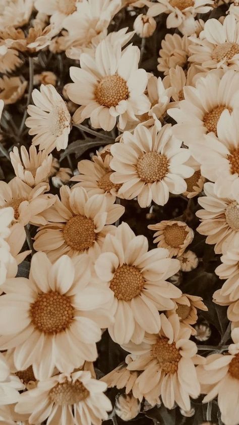 Beige Aesthetics, Flower Background Iphone, Beach Sunset Wallpaper, Phone Wallpaper Boho, Scenic Wallpaper, Cute Fall Wallpaper, Flowers Photography Wallpaper, Beige Wallpaper, Apple Watch Wallpaper