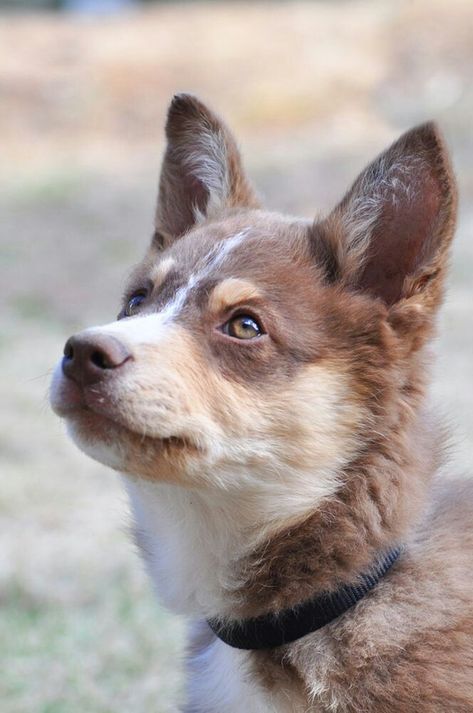 Finland Reindeer, Lapponian Herder, Spitz Breeds, Karelian Bear Dog, Finnish Spitz, Wolf Dogs, 3 Dogs, Dog Things, Herding Dogs