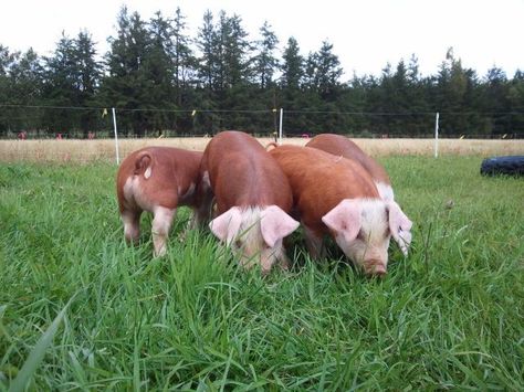 pigs: Hereford Hog Hereford Pigs, Show Pigs, Pig Breeds, Pot Belly Pigs, Teacup Pigs, Pig Pictures, Dairy Goats, Showing Livestock, Mini Pigs