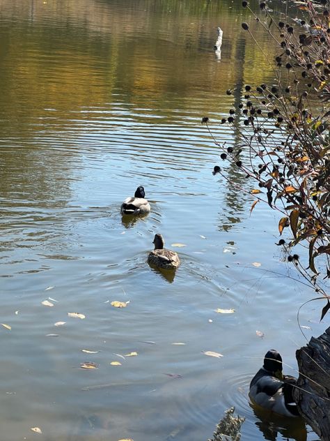 #ducks
#park
#pond
#cute
#swimming Ducks In Pond, Ducks In A Pond, Cute Ducks, A Pond, Beautiful Flower Arrangements, Bald Eagle, Ducks, Beautiful Flowers, Flower Arrangements