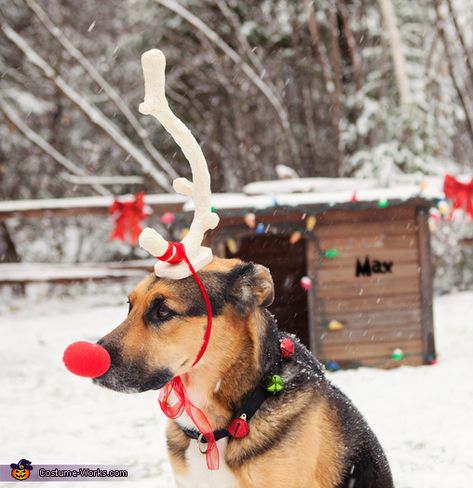 Max From The Grinch, Christmas Character Costumes, The Grinch Dog, Grinch Costume, Grinch Halloween, Grinch Costumes, Reindeer Costume, Christmas Dog Outfits, Fun Costumes