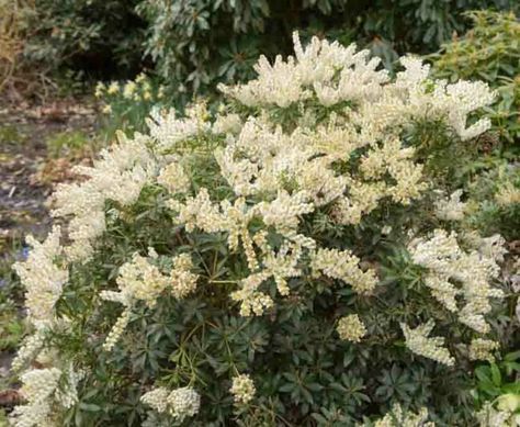 Pieris japonica 'Debutante' (Japanese Andromeda) Japanese Andromeda, Pieris Japonica, Early Spring Flowers, Plant Pests, Plant Problems, Foundation Planting, Plant Diseases, Garden Types, Wildlife Gardening