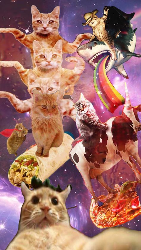 Space Cat Wallpaper, Trippy Pictures, Internet Cats, Cat Collage, Kitten Wallpaper, Silly Cats Pictures, Space Cat, Silly Animals, Cat Aesthetic