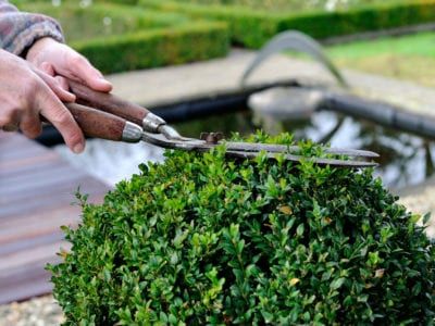 Winter Gem Boxwood, Wintergreen Boxwood, Green Velvet Boxwood, Green Mountain Boxwood, American Boxwood, Boxwood Bush, English Boxwood, Boxwood Landscaping, Shrubs For Privacy