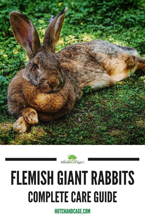 Bunny Coop, Giant Rabbit Breeds, Flemish Rabbit, Rabbit Keeping, Rabbit Tips, Giant Rabbits, Farming Animals, Rabbit Information, Raising Rabbits For Meat