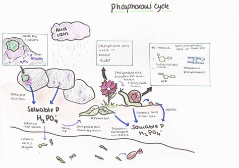 Phosphorus Cycle, Makeup, Instagram, Make Up