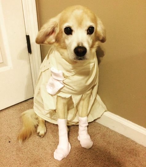 Pet costume ideas   Dobby from Harry Potter Harry Potter Dog Costume, Pet Costume Ideas, Dobby From Harry Potter, Harry Potter Dog, Dobby Harry, Dobby Harry Potter, Harry Potter Halloween, Harry Potter Costume, Harry Potter Outfits