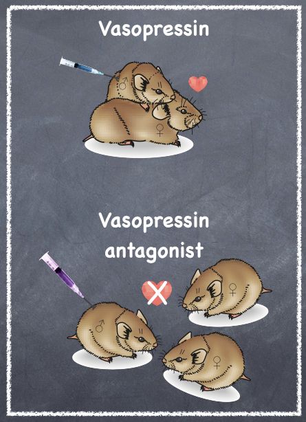 Experiment control Vasopressin injected into male vole to induce pair-bonding monogamy or injected vasopressin antagonist to prevent monogamous pair-bonding Couples Affection, Nucleus Accumbens, Science Of Love, Blind Love, Greatest Mysteries, Wedding Toasts, Neuroscience, We Fall In Love, Relationships Love