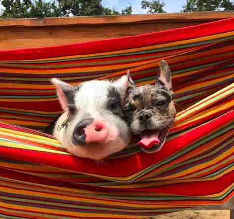 pig and dog best friends English Bulldog Breeders, Blue French Bulldog, French Bulldog Mix, French Bulldog Facts, Every Dog Breed, Odd Couples, Frenchie Puppy, Baby Pigs, French Bulldog Puppy