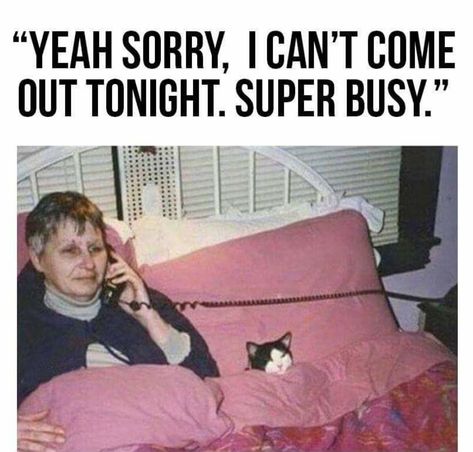 Sunday Humor, Class Memes, Friday Meme, Cute Cat Memes, Introvert Humor, Super Busy, Fresh Memes, Instagram Tags, Memes Humor