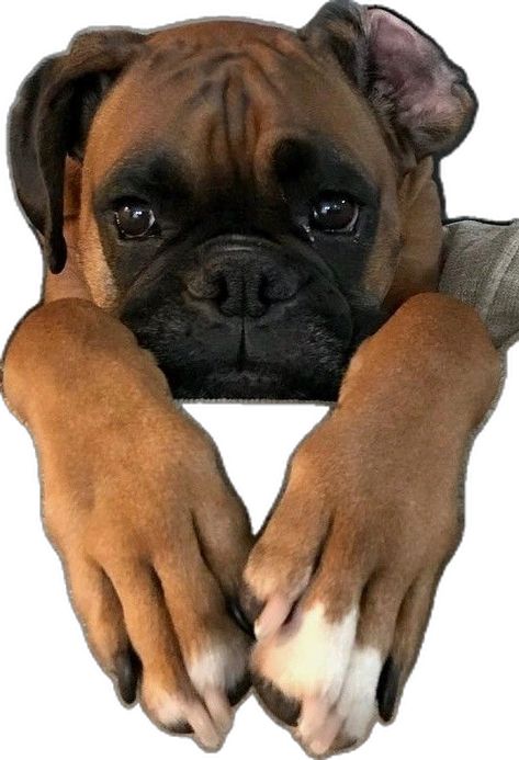 Chien Cane Corso, Cute Boxer Puppies, Boxer Dogs Facts, Boxer Dog Puppy, Boxer Dogs Funny, Boxer And Baby, Funny Boxer, Cute Boxers, Cesar Millan