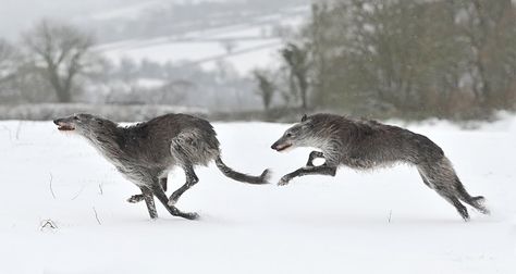 Scottish Deerhound, Animal Study, Irish Wolfhound, Pretty Animals, Dog Runs, Jolie Photo, Animal Photo, 귀여운 동물, Greyhound