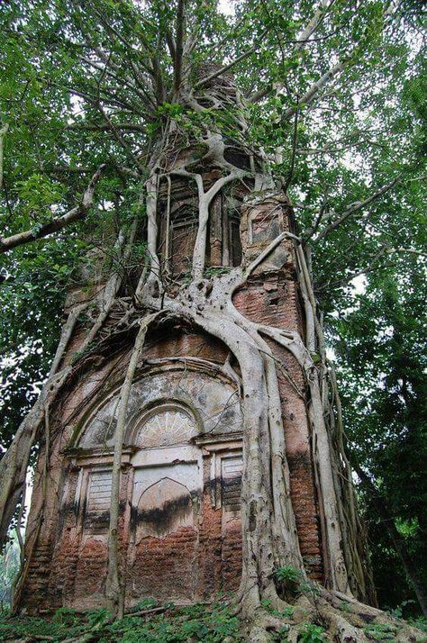 Tree growing around an abandoned building. Location unknown. Weird Trees, Tree Growing, Matka Natura, Abandoned House, Abandoned Mansions, Unique Trees, Old Building, Abandoned Buildings, Growing Tree