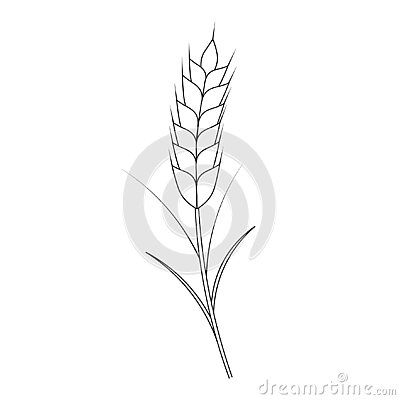 Barley Tattoo, Bread Branding, Wheat Illustration, Wheat Vector, Bread Brands, Illustration Outline, Wheat Cereal, Summer Harvest, Doodle Style