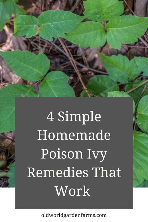 An up close photo of a poison ivy plant. Poison Sumac Plant, Sumac Plant, Poison Ivy Relief, Poison Ivy Plants, Poison Ivy Remedies, Poison Ivy Rash, Rashes Remedies, Poison Oak, Ivy Plants