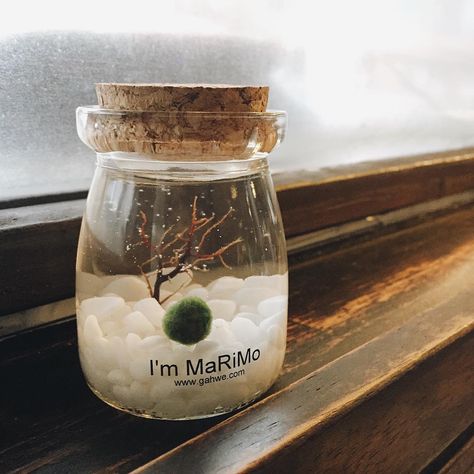 Marimo Moss Ball Terrarium Ideas, Indomie Art, Marimo Aquarium, Inside House Plants, Marimo Moss Ball Terrarium, Marimo Terrarium, Low Maintenance Pets, Marimo Moss, Marimo Moss Ball