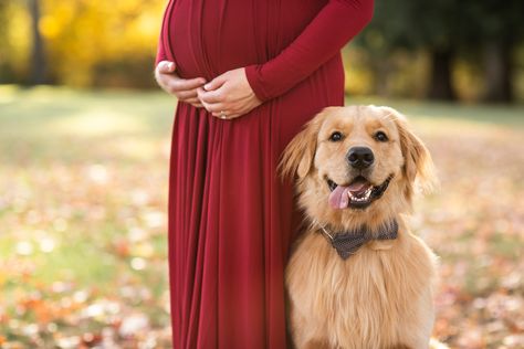 Maternity Dog Photos, Maturity Photoshoot In Nursery, Winter Maternity Photoshoot With Dog, Fall Maternity Pictures With Dog, Fall Maternity Shoot With Dog, Maternity Photos With Dogs Ideas, Winter Maternity Pictures With Dog, Maternity Picture With Dog, Maternity Photography Ideas With Dog