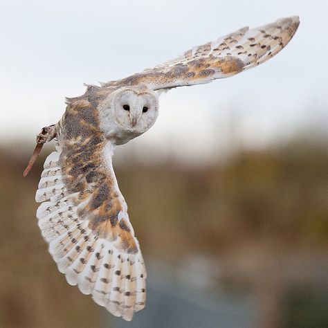 Owls Decor, Owl Drawings, Owl Flying, Beautiful Owls, Owl Quilts, Owl Bags, Barn Owls, Felt Owls, Owl Photos