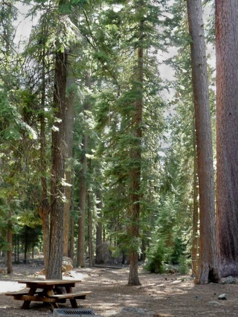 Klamath National Forest - No Mans Trailhead Klamath National Forest, Rv Boondocking, California Roadtrip, Forest Camping, Camping Cabins, Forest Camp, Cabin Camping, Oregon Travel, Happy Camper