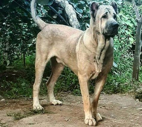 Sarabi Dog aka the Persian Mastiff Country of origin - Iran Livestock guardian/guardian breed Photos credit - The best dog breeds for guards and shepherd sheep and hunting Persian Mastiff, Sarabi Dog, Human Oc, Brain Parts, Livestock Guardian, Big Boi, Best Dog Breeds, Wolf Dog, Shelter Dogs