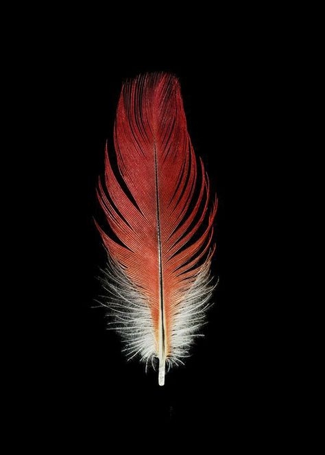 Feather Portrait, Vintage Nature Photography, Parrot Feather, Feather Photography, Neutral Wall Decor, Feather Art, Contemporary Abstract Art, Fine Art Photography Print, Photography Prints Art