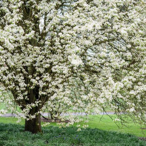 BBC Gardeners' World Magazine on Instagram: “A cascade of spring blossom from a glorious ornamental pear tree. Pyrus caucasica 📸  @jasoningram #springblossom #blossom #springflowers…” Pear Tree Blossom, Ornamental Pear Tree, Tree Blossom, Pear Blossom, Pear Trees, Pear Tree, Blossom Tree, Blossom Trees, Spring Blossom