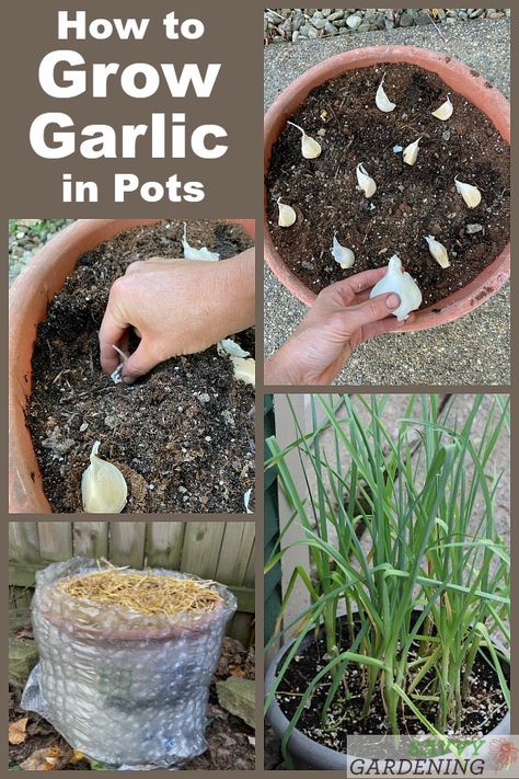 Garlic In Containers, Plant Garlic, Grow Garlic, Kebun Herbal, Gemüseanbau In Kübeln, Planting Garlic, Indoor Vegetables, Taman Diy, Growing Garlic