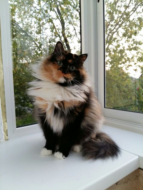 Siberian Cat Tortie, Calico Siberian Cat, Siberian Kittens, Tortoiseshell Cat, Tortoise Shell Cat, Siberian Cat, Cool Cats, Tri Color, Rabbits