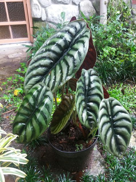 Alocasia Cuprea Alacosia Plant, Alocasia Cuprea, Alocasia Plant, Purple Plants, Indoor Gardens, Plant Decor Indoor, Unusual Plants, Interior Plants, Propagating Plants