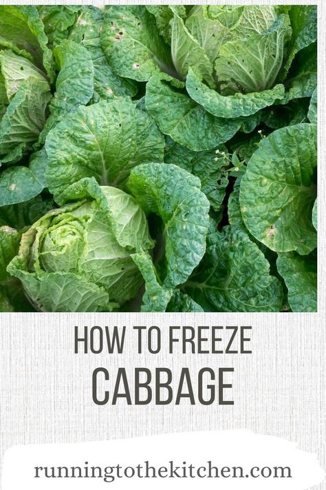 Have you wondered, “Can you freeze cabbage?” after struggling to use up a whole head of the delicious cruciferous vegetable before it starts to wilt? You absolutely can freeze cabbage. Whether it's napa, savoy, green or red, the steps are straightforward, and this guide will show you how to do it the right way. Can You Freeze Cabbage, Freezing Cabbage, Pumpkin Spinach, The Kitchen Recipes, Kitchen Tips And Tricks, Savoy Cabbage, Superfood Recipes, Fresh Recipes, Recipe Board