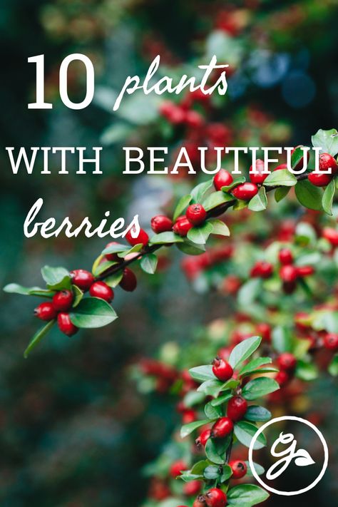 Nothing in nature says CHRISTMAS louder than a plant with red berries and green leaves. Read on for our top 10 plants with red berries. Berry Poppins Winterberry, Winterberry Bush, Hedge Trees, Purple Spring Flowers, Holly Shrub, Winterberry Holly, Small Trees For Garden, Holly Plant, Pigeon House