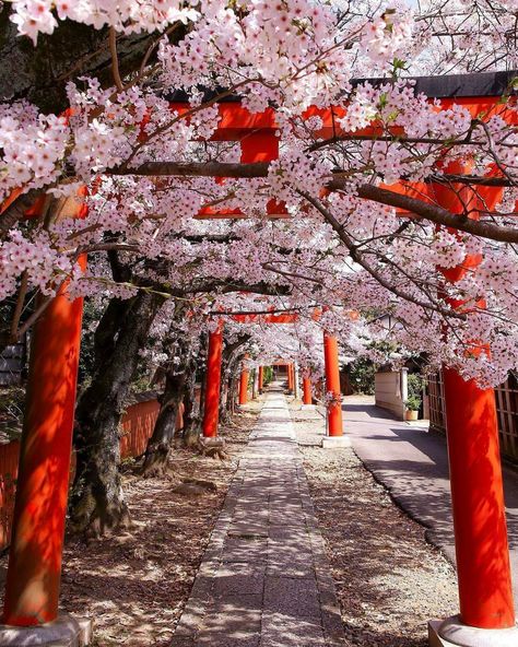 Cherry Blossom Japan, Look Wallpaper, Cherry Blossom Trees, Japan Sakura, Japan Landscape, Japan Photography, Go To Japan, Japan Aesthetic, Aesthetic Japan