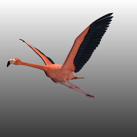 Flamingos are powerful flyers. When flying in a flock, the top speed of a flamingo can be as high as 35 miles per hour. Flamingo Flying, Flying Flamingo, Gravity Art, Fashion Store Design, Tree Bark Texture, Inktober 2024, Bark Texture, Flamingo Painting, Kids Worksheets