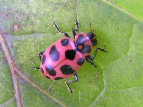 327 best images about Ladybugs on Pinterest | Ladybird insect ... Ladybird Insect, Weird Insects, Pink Ladybug, Lady Beetle, Curious Creatures, Lady Bugs, Beautiful Bugs, Creepy Crawlies, Lady Bird