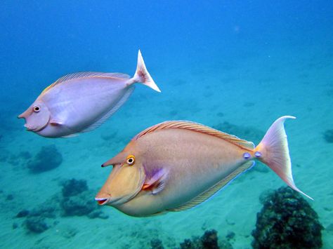 Unicorn fish, Captain Cook Sanctuary, Hawaii Most Beautiful Fish In The World, Unicorn Fish, Colorful Tropical Fish, Tropical Fish Aesthetic, Pretty Fish Ocean, Beautiful Tropical Fish, Beneath The Sea, Salt Water Fish, Saltwater Tank