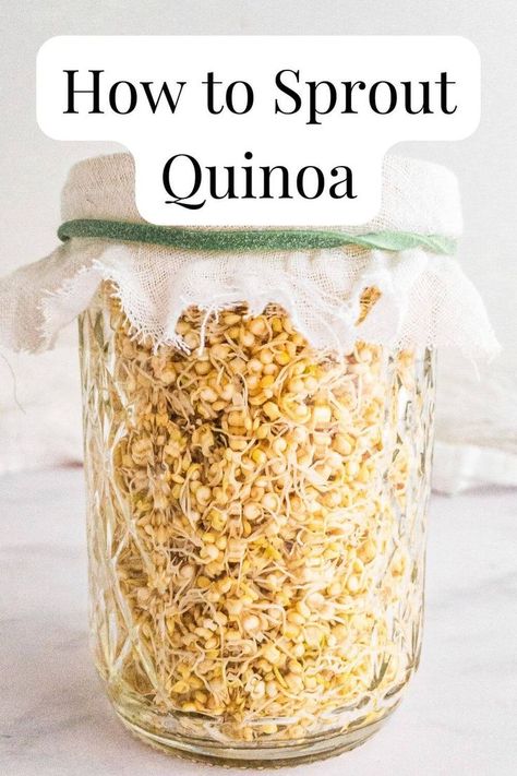 A jar containing quinoa sprouts with a cheesecloth lid secured with a green elastic band. Growing Quinoa, How To Make Sprouts, Cheese Quinoa, Raw Salads, Vegan Cheese Boards, Quinoa Salads, Sprouting Quinoa, Quinoa Seeds, Growing Sprouts