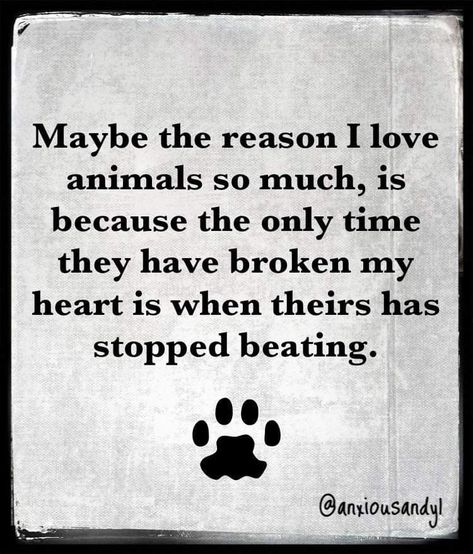 Losing A Pet Quotes, Quotes Everyday, Paper Quotes, Miss My Dog, Dog Poems, In Loving Memory Quotes, Paper Quote, Dog Quotes Love, Dog Heaven