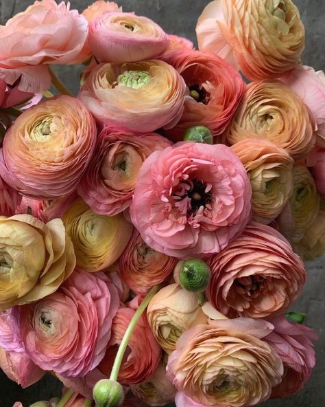 Ranunculus Flowers, Boquette Flowers, Nothing But Flowers, Flower Therapy, Ranunculus, Beautiful Blooms, Cut Flowers, Love Flowers, Pretty Flowers