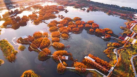 Floating Forest, Sponge City, Underwater Plants, Yangtze River, Lotus Plant, Floating Garden, Natural Playground, Urban Nature, Chinese Landscape